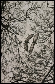 Sebastiao Salgado, Bats on a tamarind tree, Madagascar, 2010