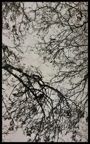Sebastiao Salgado, Bats on a tamarind tree, Madagascar, 2010
