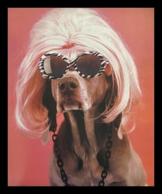 William Wegman, Glamour Puss, 1999