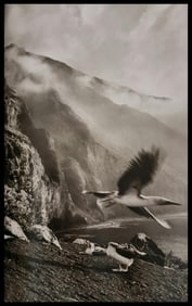 Sebastiao Salgado, Blue-footed boobies, Galapagos, Ecuador, 2004