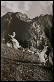 Sebastiao Salgado, Blue-footed boobies, Galapagos, Ecuador, 2004