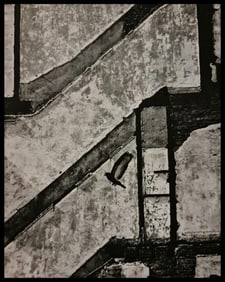 André Kertész, Bird, New York, 1960