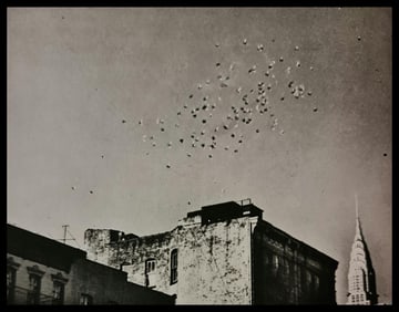 André Kertész, Birds flying, New York, 1962