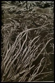 Sebastiao Salgado, Bull kelp, South Georgia, 2009