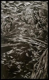 Sebastiao Salgado, Bull kelp, South Georgia, 2009