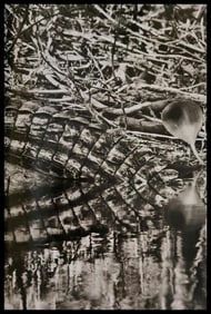 Sebastiao Salgado, Caiman, Matto Grosso, Brazil