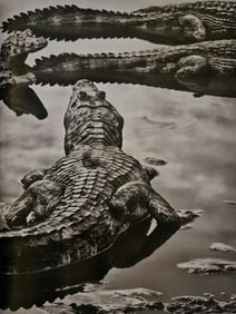 Sebastiao Salgado, Caimans, Matto Grosso, Brazil
