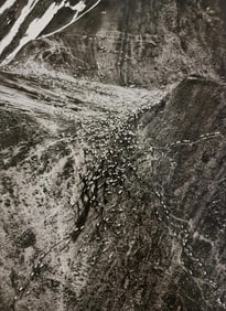 Sebastiao Salgado, Caribou, 2009