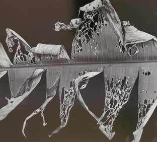 Brett Weston, Banana Leaf, Honolulu 1980