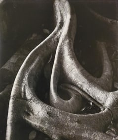 Brett Weston, Banyon Roots, Bayon Drive, Hilo 1989