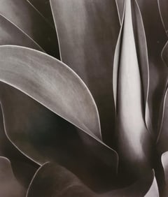 Brett Weston, Century Plant, Kohala 1987