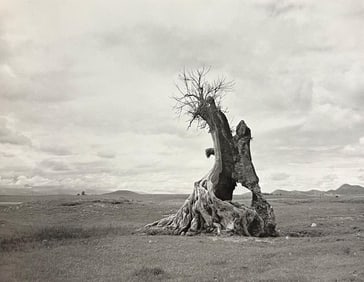 Manuel Alvarez Bravo, Tree Struck By Lightning, 1956