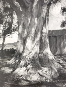 Ansel Adams, Eucalyptus Tree, Fort Ross, California, 1969
