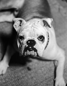 Michael Dweck, Kurt’s Dog, Southampton