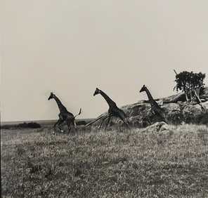Patrick Demarchelier, Giraffes II, Tanzania, 1993
