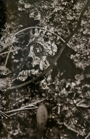 Sebastiao Salgado, Carnivorous plants, Venezuela, 2006