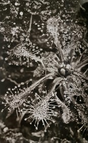 Sebastiao Salgado, Carnivorous plants, Venezuela, 2006