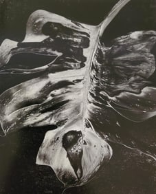 Brett Weston, Dead Leaf 1984