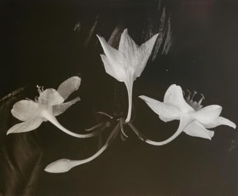 Brett Weston, Ginger Flowers 1987