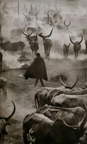 Sebastiao Salgado, Cattle of Amak, Southern, Sudan, 2006