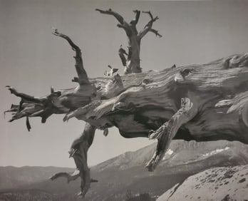 Ansel Adams, Fallen Tree, Kern River Canyon, Sequoia National Park, California, C. 1935