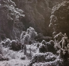 Brett Weston, Hakalau Canyon 1989