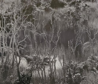 Brett Weston, Hawaiian Oasis 1979