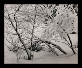 Ansel Adams, Alders in Snow, Yosemite National Park, California, C. 1929