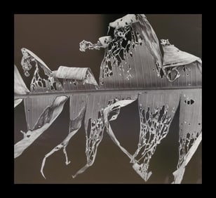 Brett Weston, Banana Leaf, Honolulu 1980