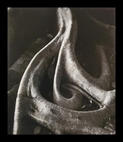 Brett Weston, Banyon Roots, Bayon Drive, Hilo 1989