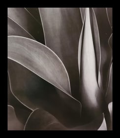 Brett Weston, Century Plant, Kohala 1987