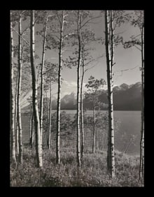 Ansel Adams, Aspen Grove, Jackson Lake, Grand Teton National Park, Wyoming, C. 1948