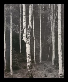 Ansel Adams, Aspen Grove, North Rim, Grand Canyon National Park, Arizona, C. 1947