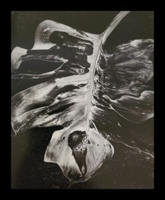 Brett Weston, Dead Leaf 1984