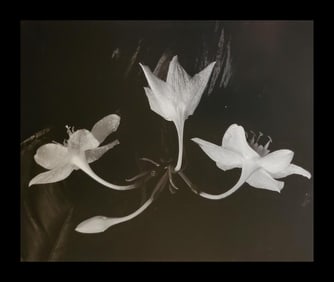 Brett Weston, Ginger Flowers 1987