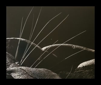 Brett Weston, Grass and Lava 1982