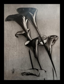 Man Ray, Calla Lilies, 1930