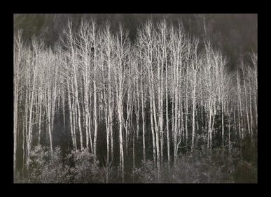 Ansel Adams, Aspens, Dawn, Autumn, Dolores River Canyon, Colorado, 1937