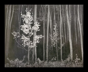 Ansel Adams, Aspens, Northern New Mexico, 1958