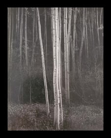 Ansel Adams, Aspens, Northern Nex Mexico, 1958