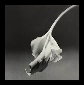 Robert Mapplethorpe, Calla Lily, 1986