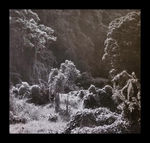Brett Weston, Hakalau Canyon 1989
