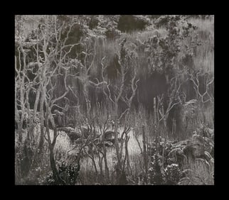 Brett Weston, Hawaiian Oasis 1979