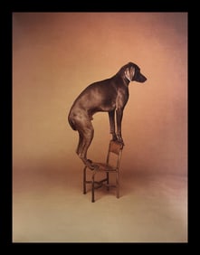 William Wegman, Balance Like Your Life Depends On It