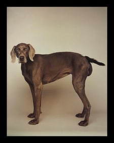 William Wegman, Curly Tail