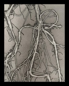 Man Ray, Enough Rope, 1944