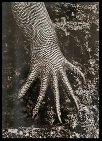 Sebatian Salgado, Marine Iguana, Galapagos, Ecuador, 2004