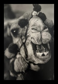 Patrick Demarchelier, Camel, Egypt, 1989