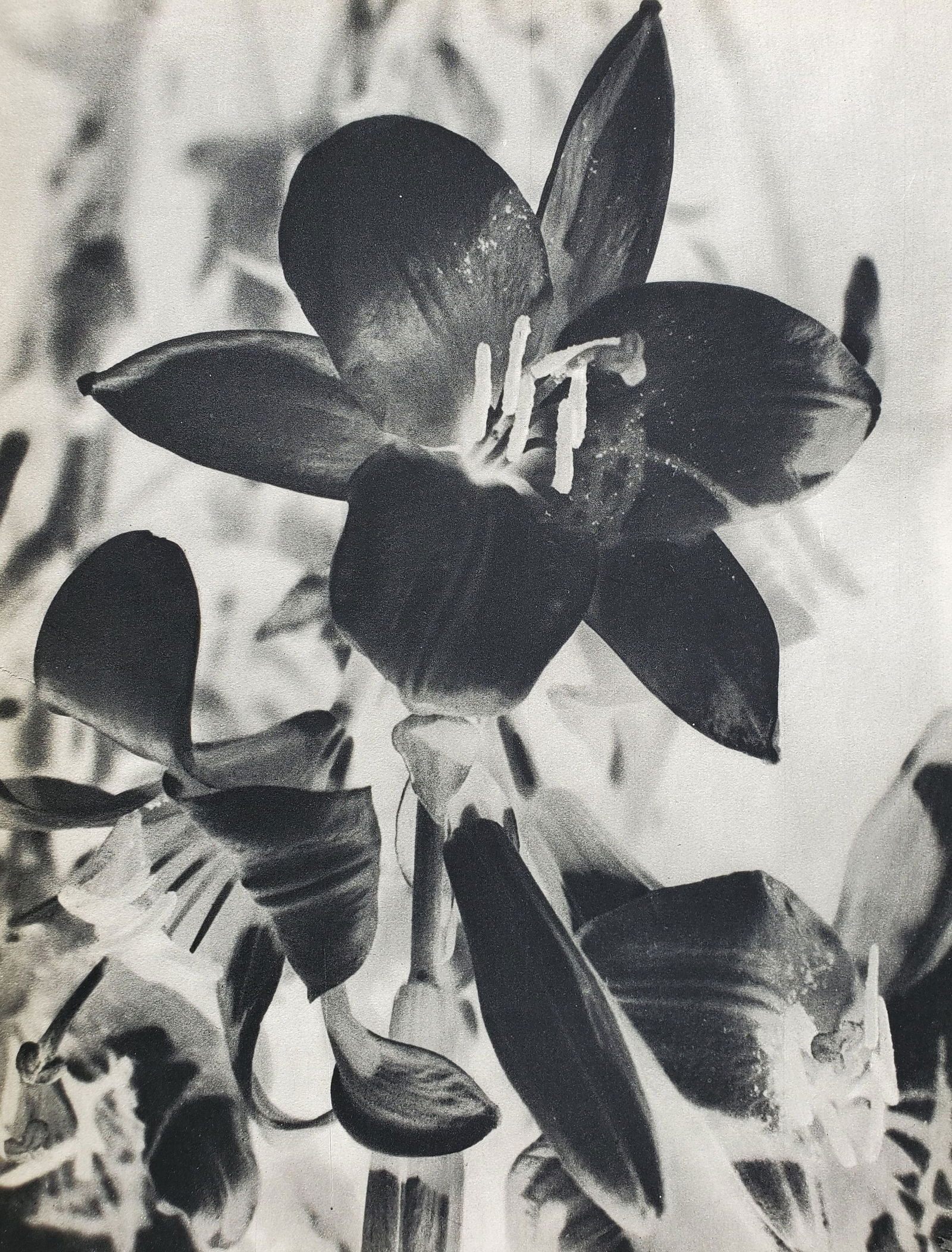 Man Ray (1890-1976), 'Contrasted Flowers', 1934 First Edition: Photographer: Man Ray (American born, 1890 - 1976) Title: 'Contrasted Flowers' Date Of Negative: 1930s Type Of Print: Authentic Vintage Sheet Fed Photogravure/Heliogravure. Date Of Print: 1934 1st Edi