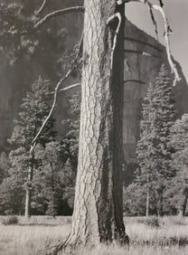 Ansel Adams, Yellow Pine Tree, El Capitan Meadow, Yosemite National Park, California, 1940